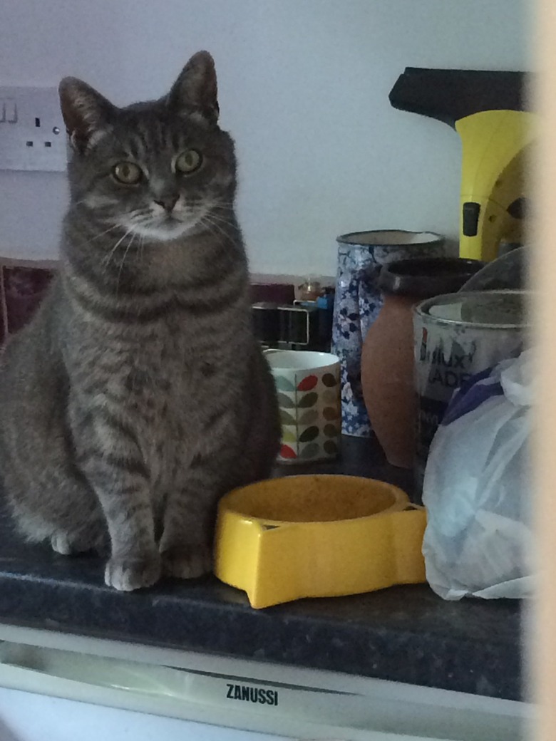 cat sits next to empty bowl