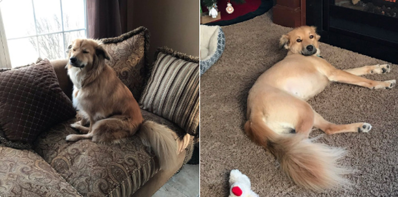 20 dog grooming fails that will make you LOLCRY