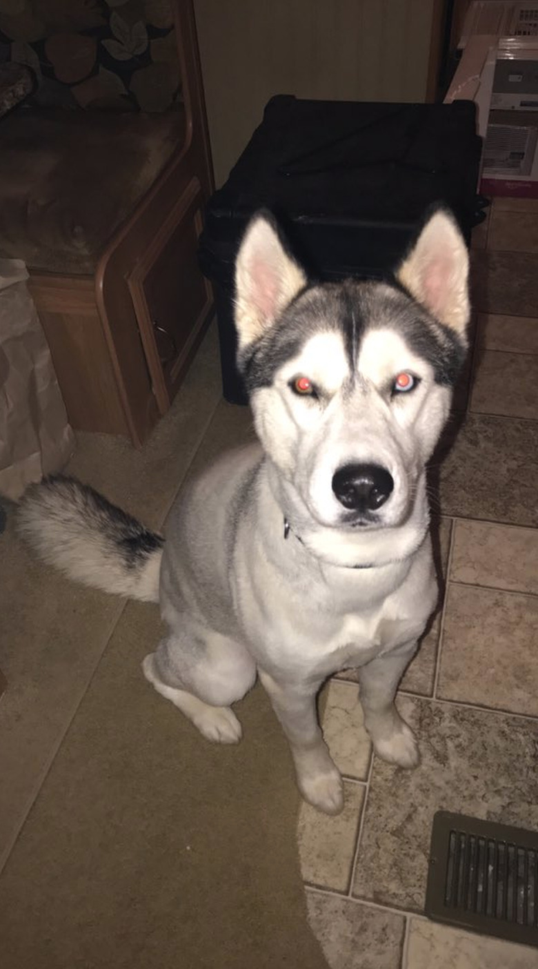 20 dog grooming fails that will make you LOLCRY