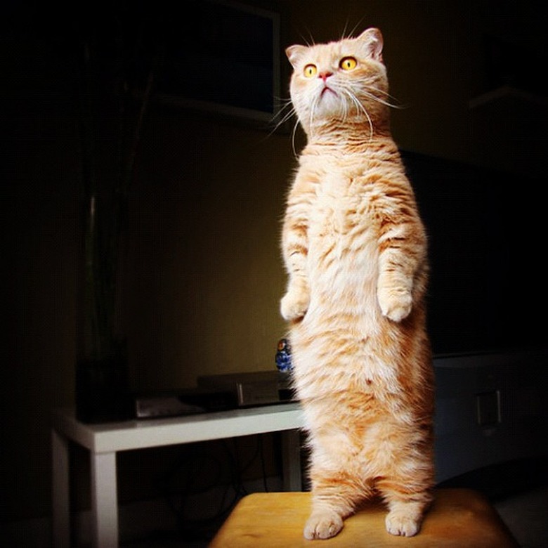 People are sharing pictures of their cats standing upright like humans and it's too damn funny