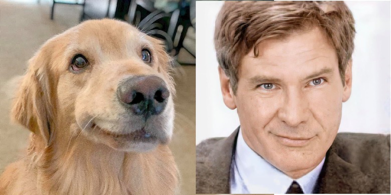 dog looks like Harrison Ford