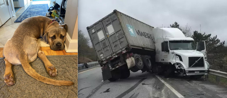 dog looks like jackknifed truck