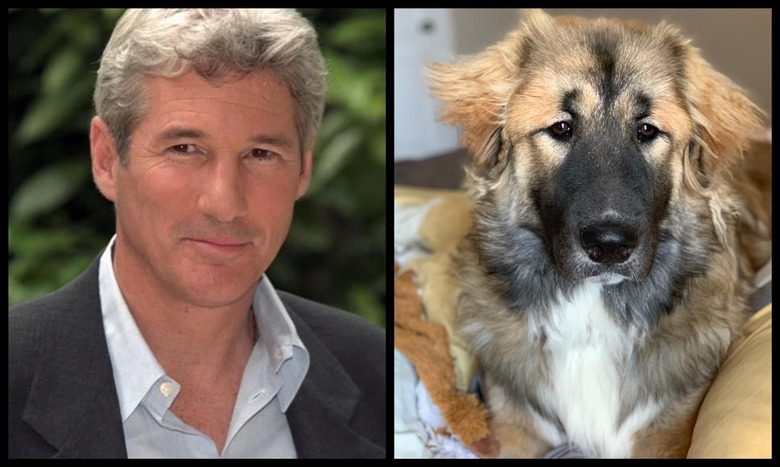 dog looks like Richard Gere