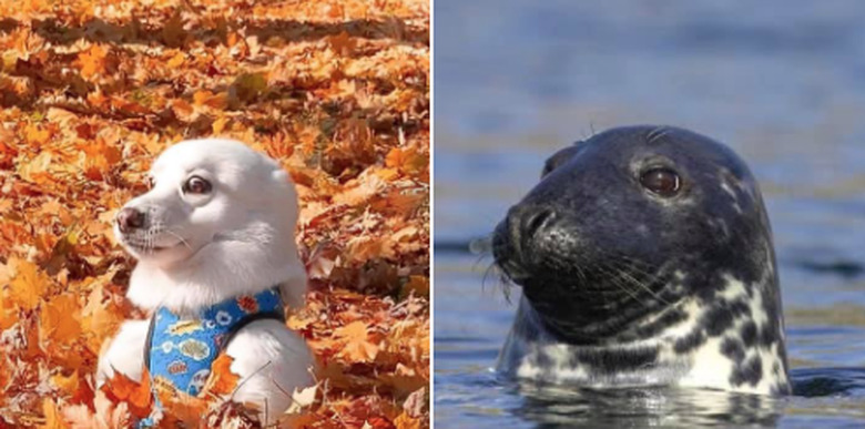 dog looks like seal pup