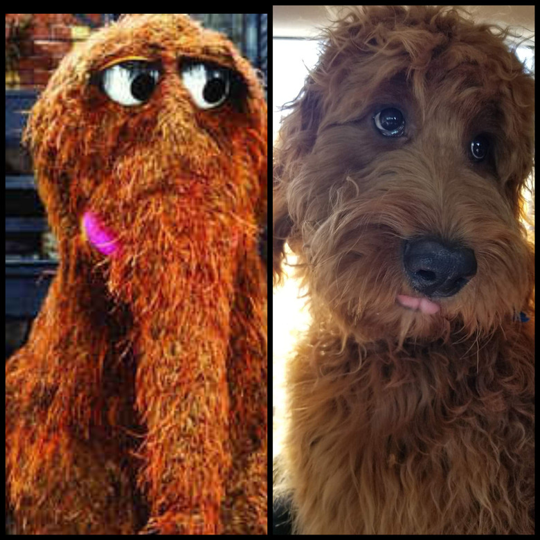 dog looks like Snuffleupagus