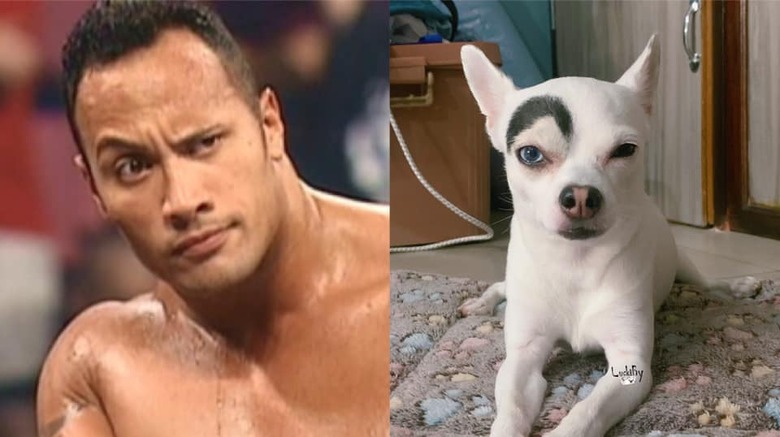 dog looks like Dwayne The Rock Johnson