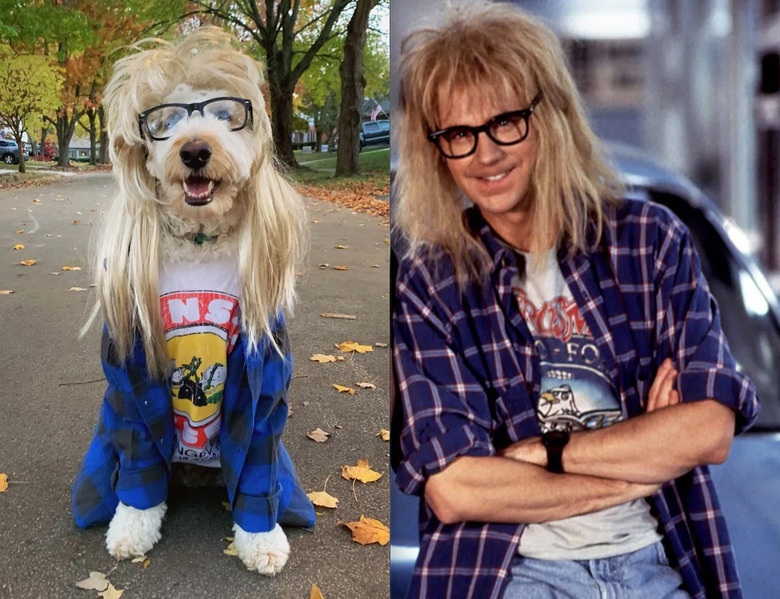 dog looks like Garth from Wayne's World