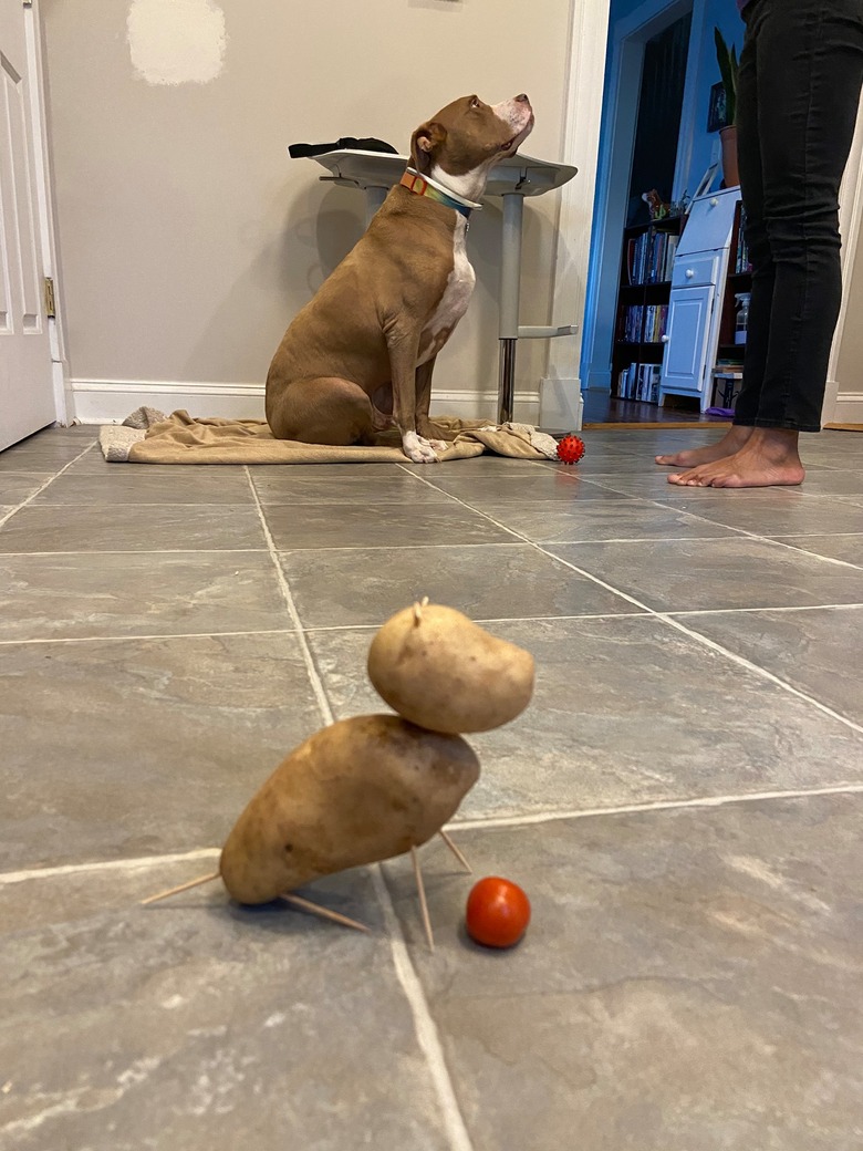 dog looks like potato