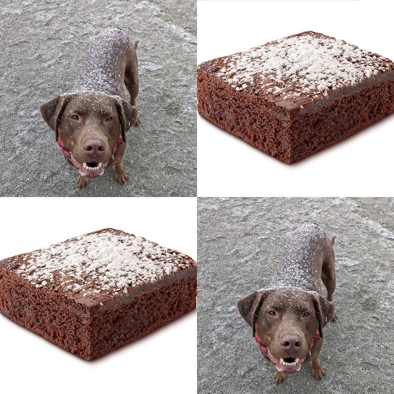 dog looks like brownie