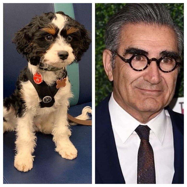 dog looks like Eugene Levy