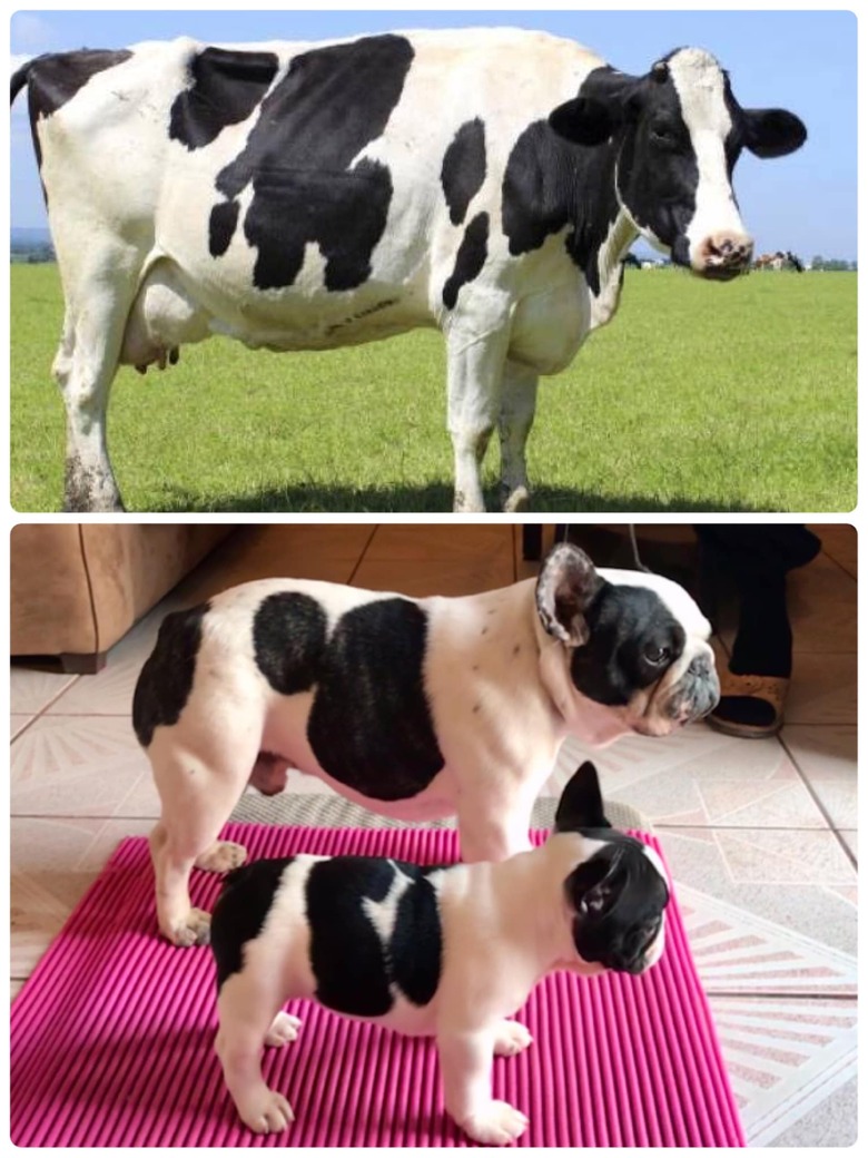 dog looks like spotted cow