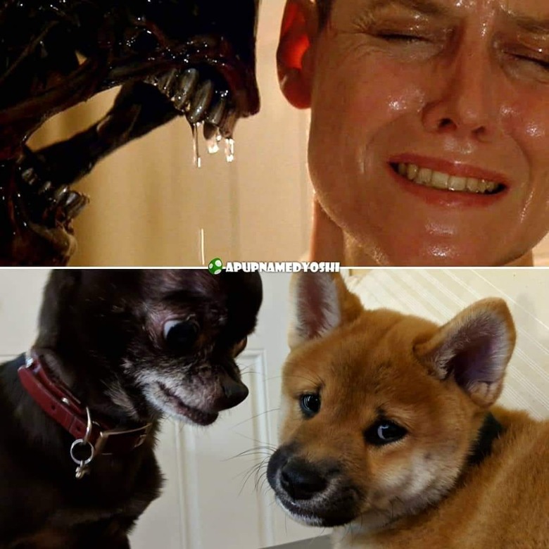 dogs reenact scene from Alien 3