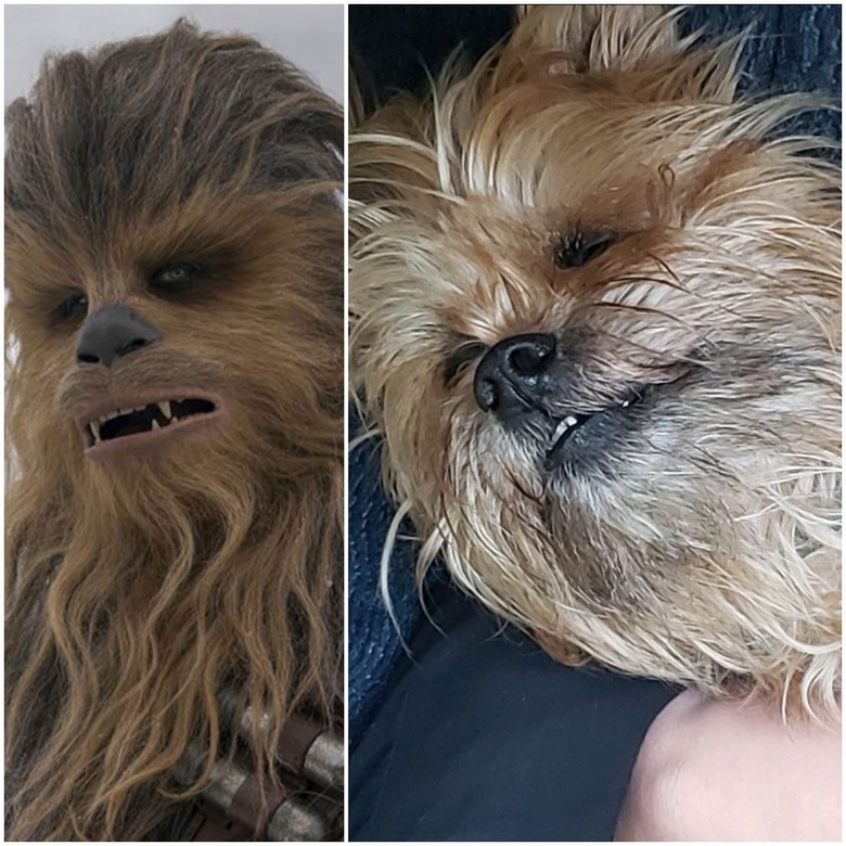 dog looks like Chewbacca