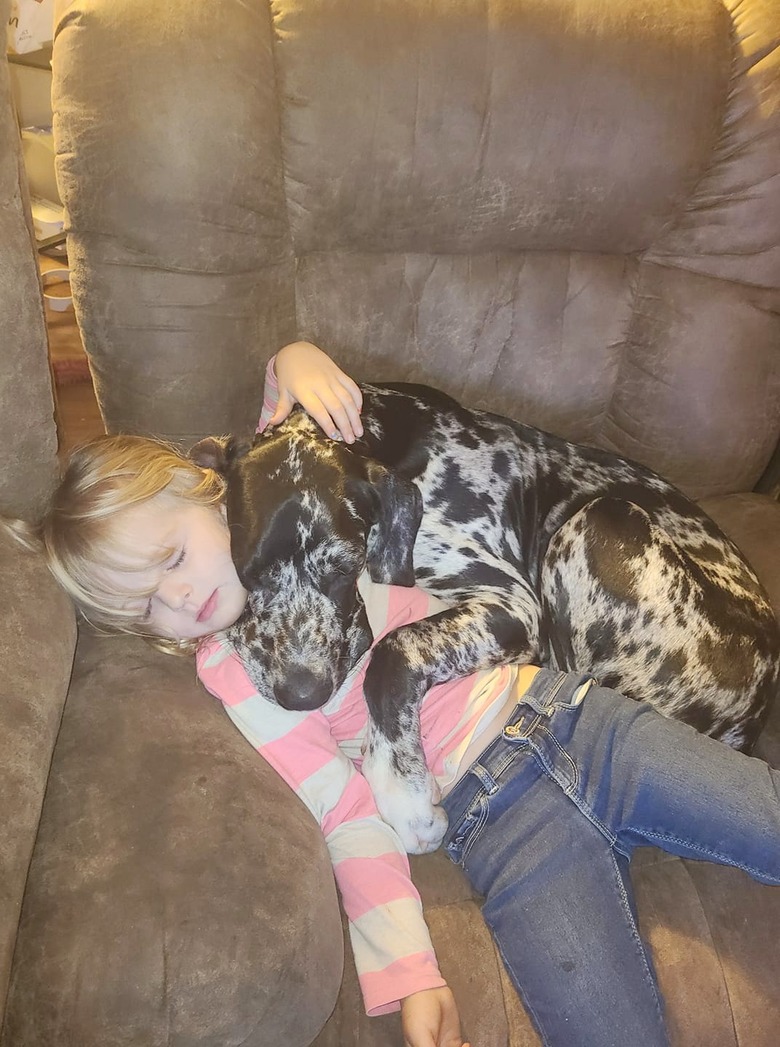 dog sleeping soundly on child