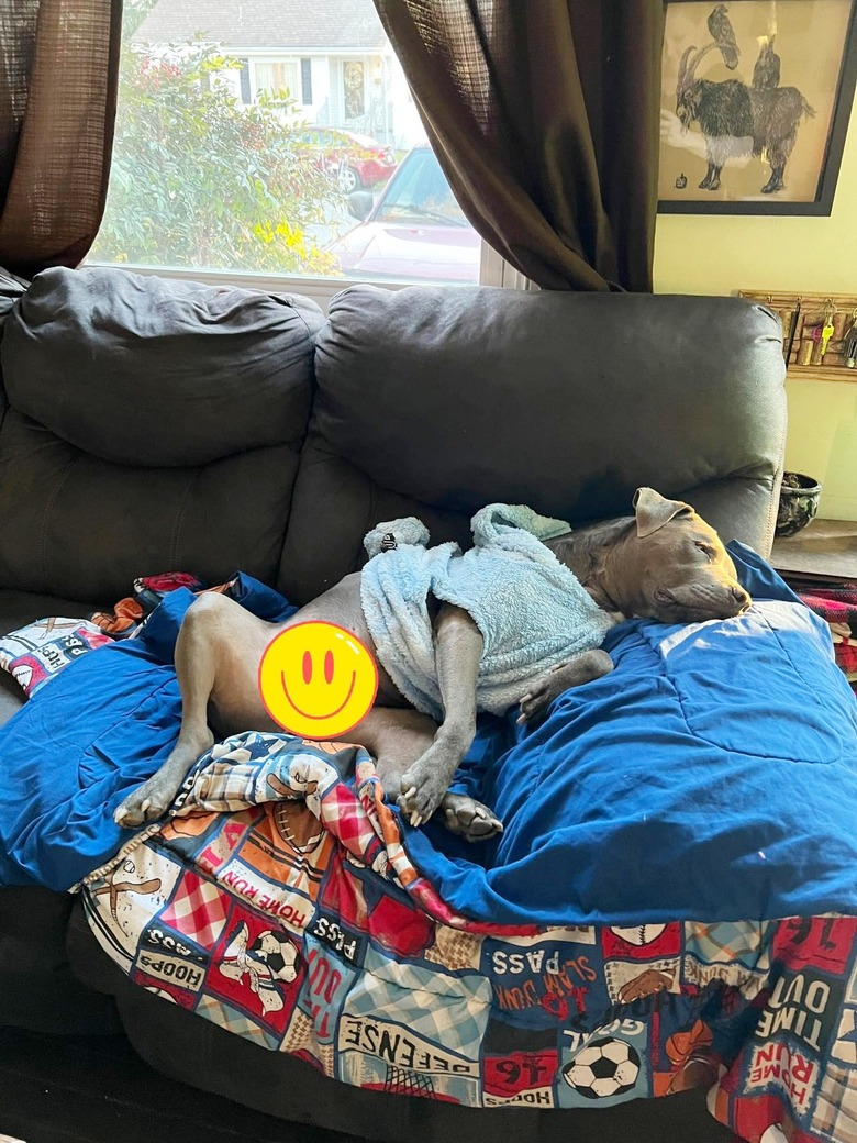 dog sleeping on a couch with bedding