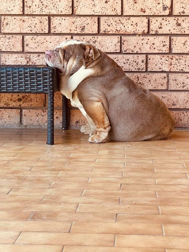 dog sleeping with head slumped on bench