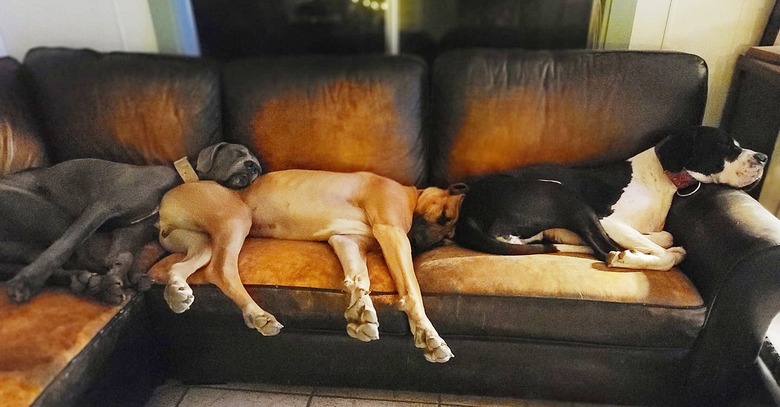 3 great danes sleeping on a couch together