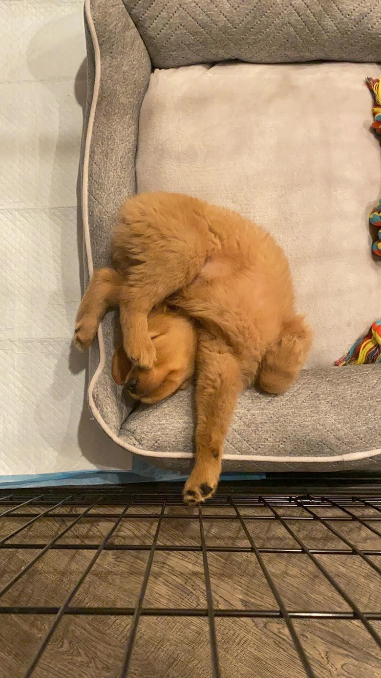 dog sleeping in funny position