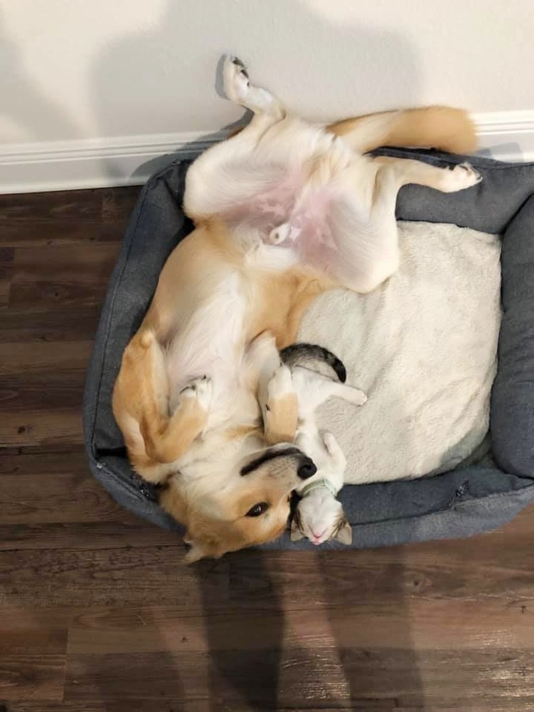 dog and cat sleeping together