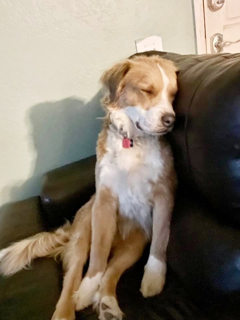 dog sleeps standing up