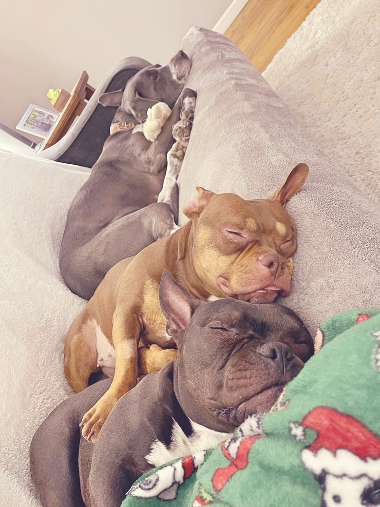 three dogs sleeping on a couch