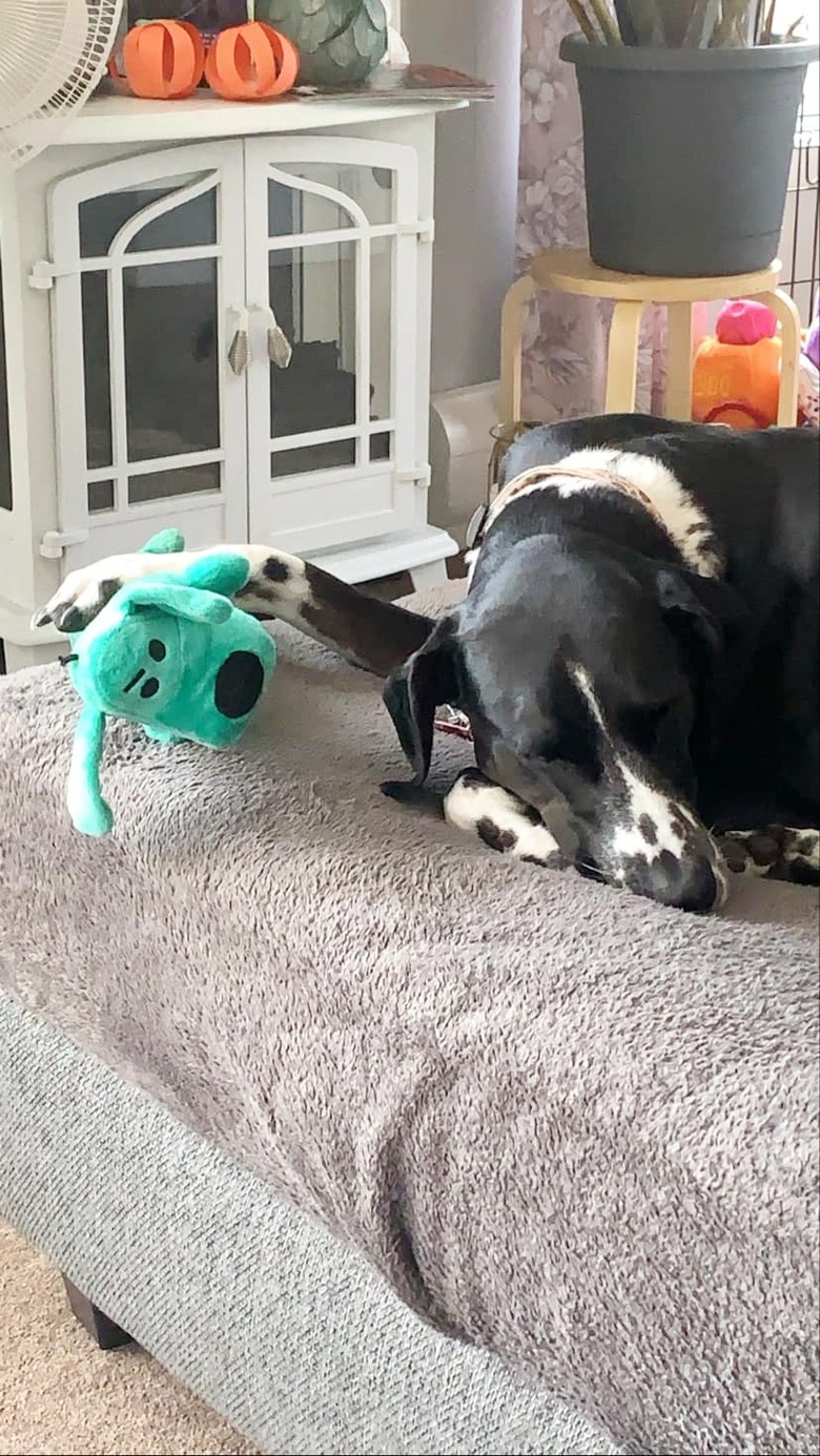 dog holds stuffed animal while sleeping