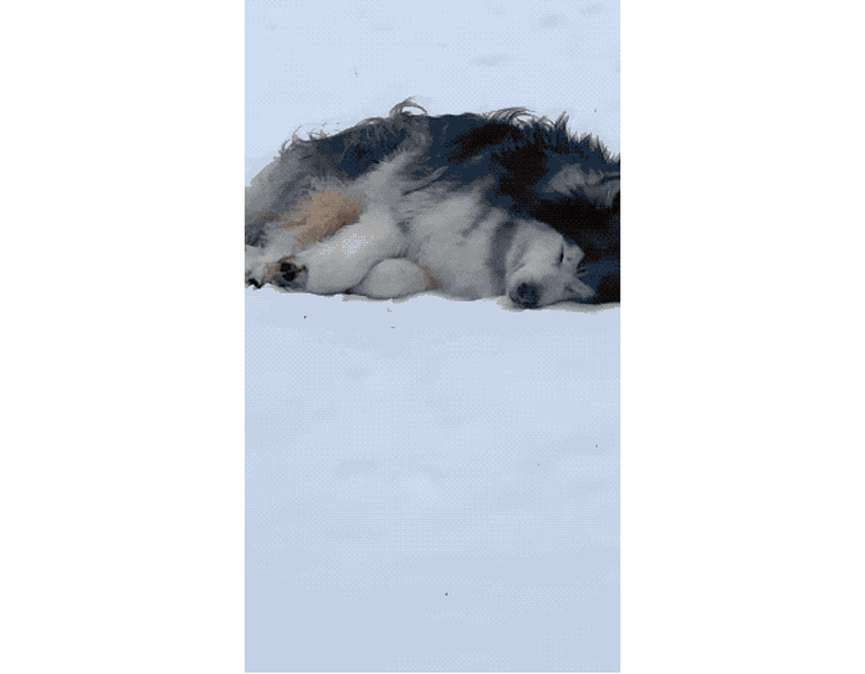 Alaskan Malamute prefers sleeping inside on a bed