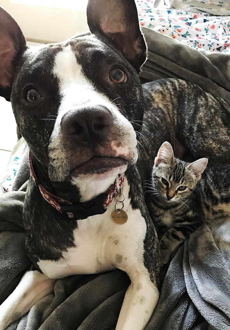 Pet owners are sharing portraits of their cat & dog 