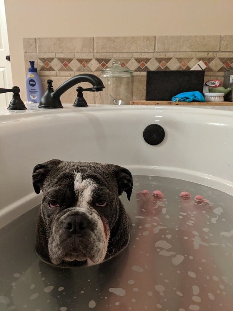 dog joins human in bath tub