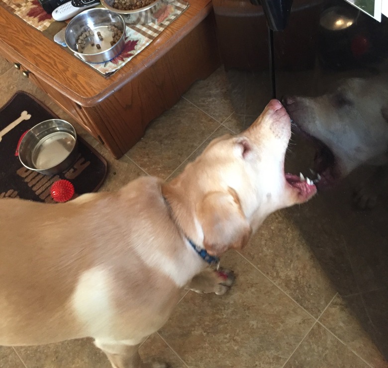 dog tries to bite reflection