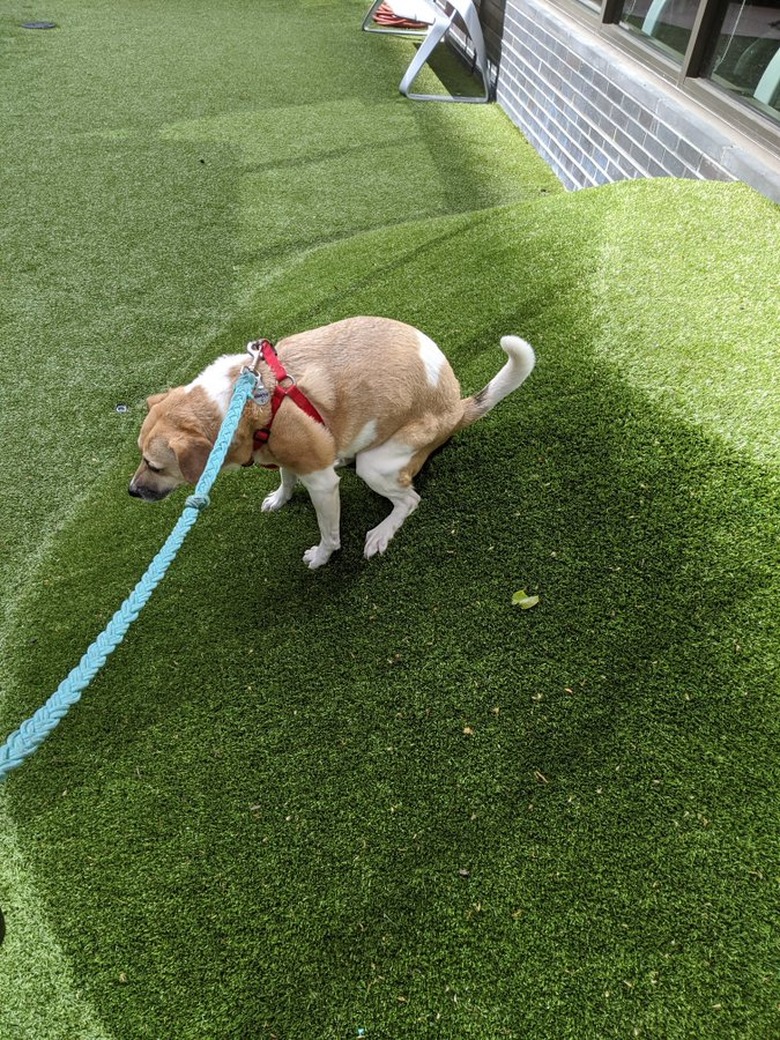 dog rolls down hill