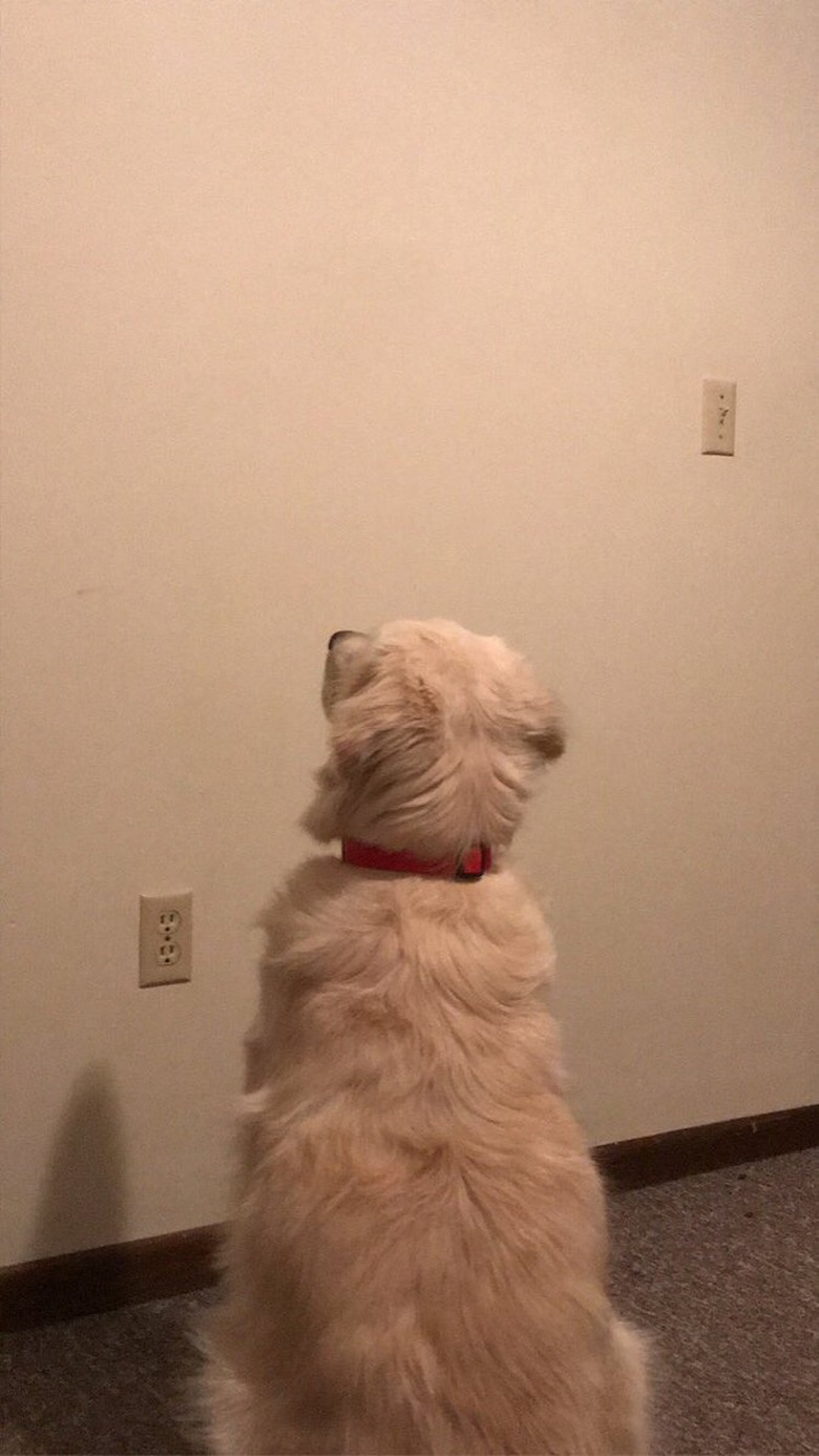 dog stares at wall