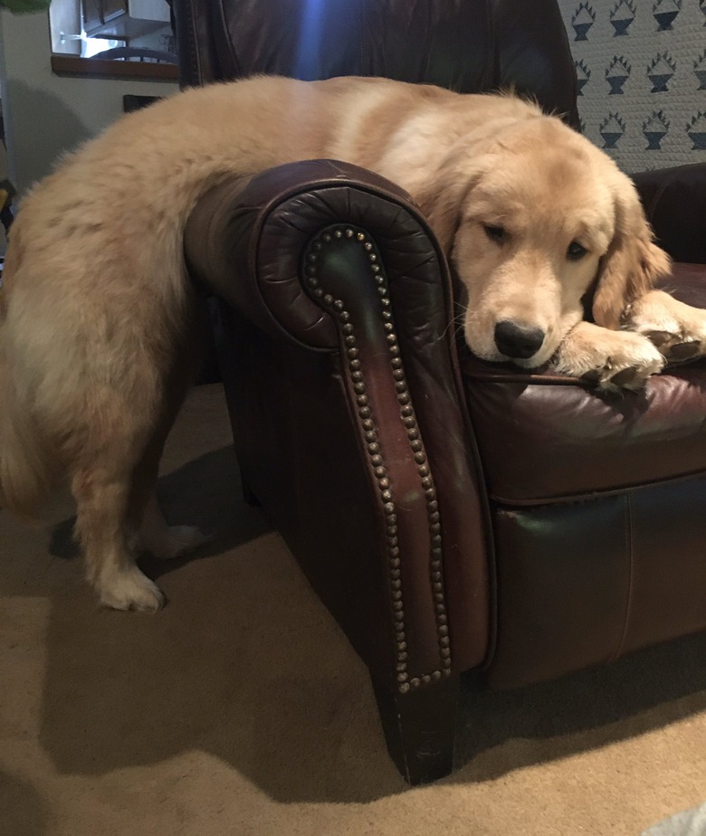 dog sleeps on arm chair