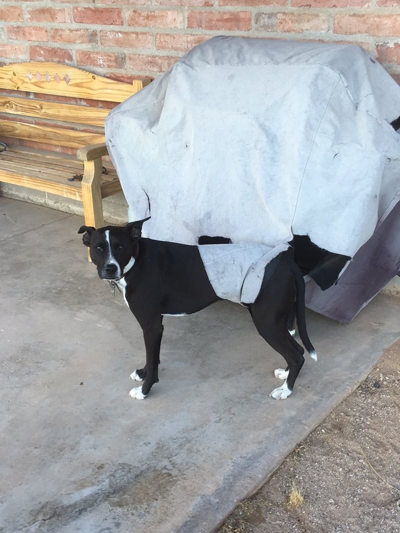 dog stuck in grill cover