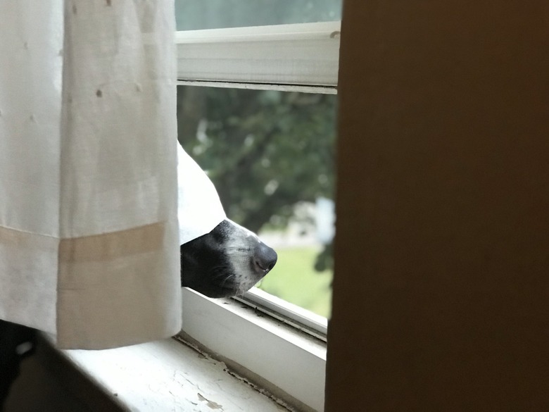 curtain defeats dog