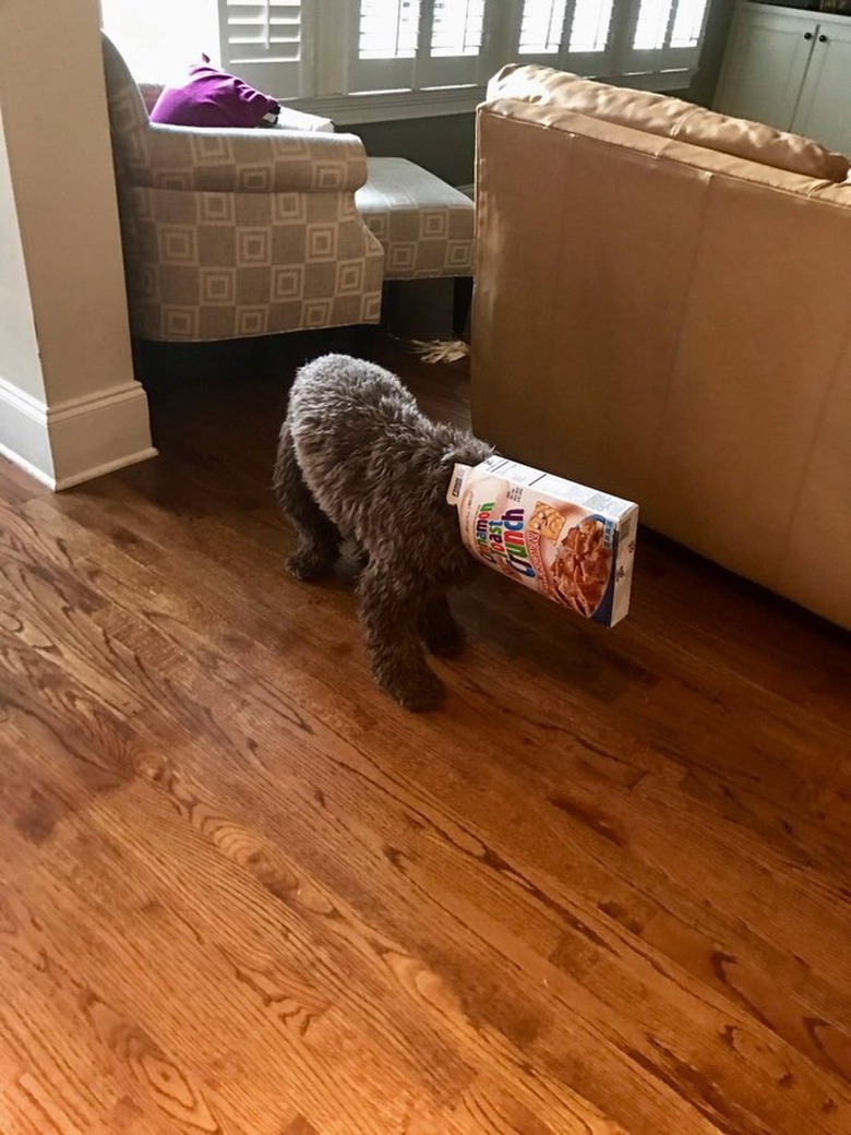 labradoodle with box on head