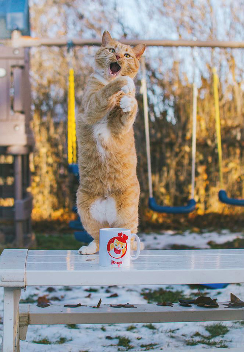 A cat is standing up on their hind legs on an outdoor picnic table, and behind a coffee mug.