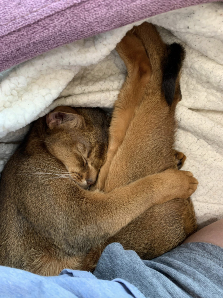 A cat is sleeping with their front paws wrapped around their hind legs, which are at a vertical angle.