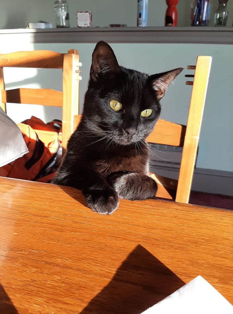 A black cat sits like a human at a kitchen table.