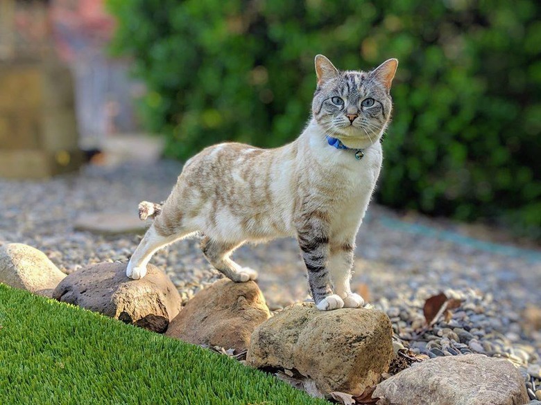 A cat stands on rocks. outside.