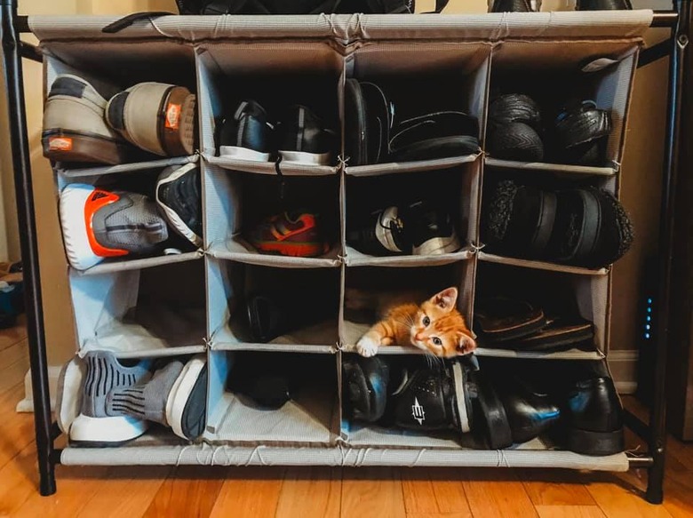 A kitten is lounging in a shoe cubby.