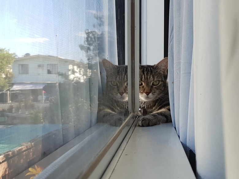 A cat sits on a window sill, and their reflection is in the glass.