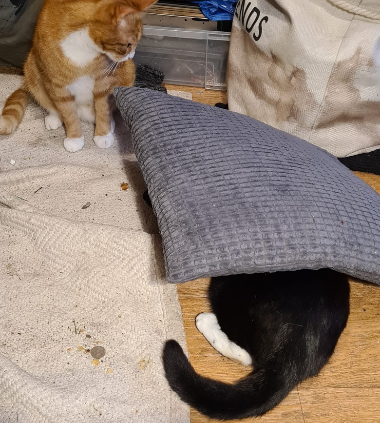 black cat hides under pillow