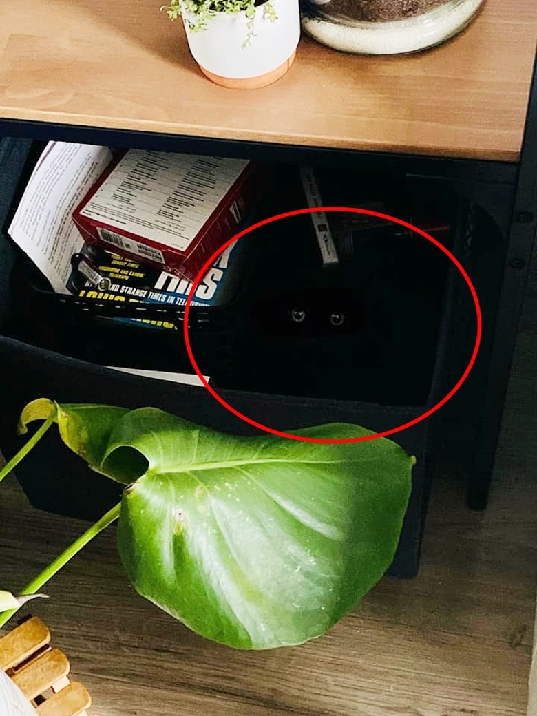 black cat hides in shadows under table