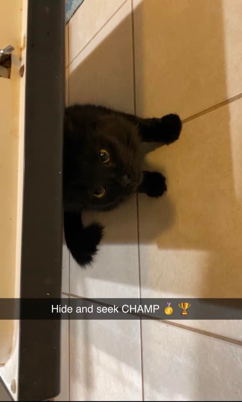 black cat hiding under dishwasher, 