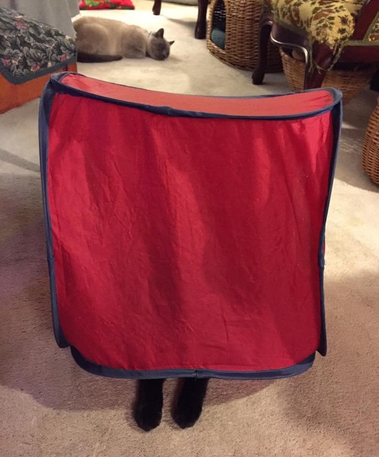 black cat hiding under red bag