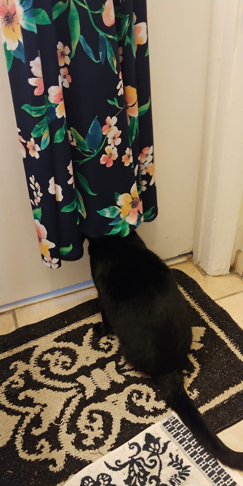 black cat hiding behind curtain