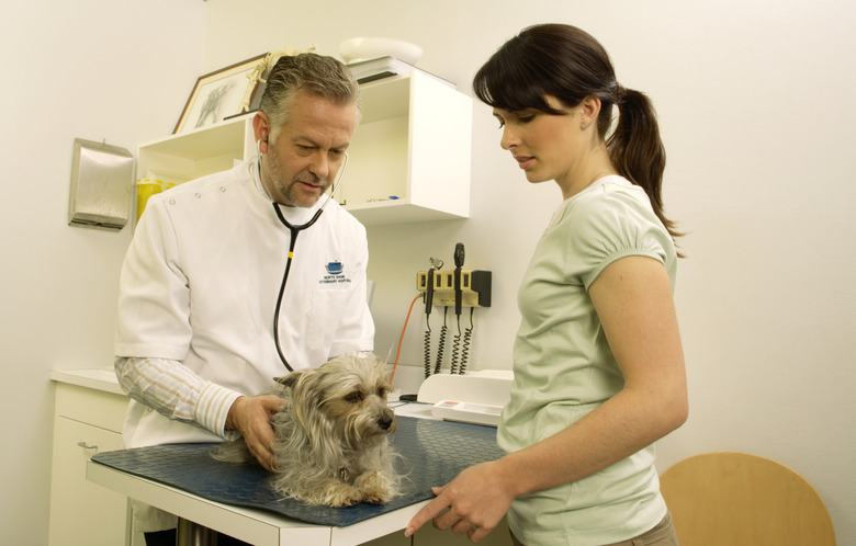 Mature male vet examining Yorkshire terrier in surgery with woman