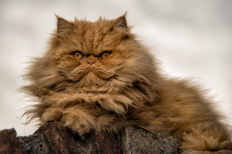 Persian Cat resting