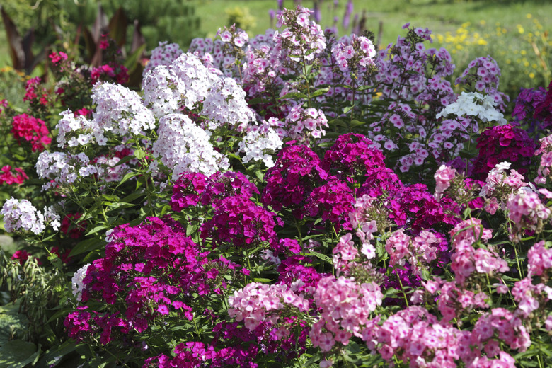 Multicolored phlox different varieties